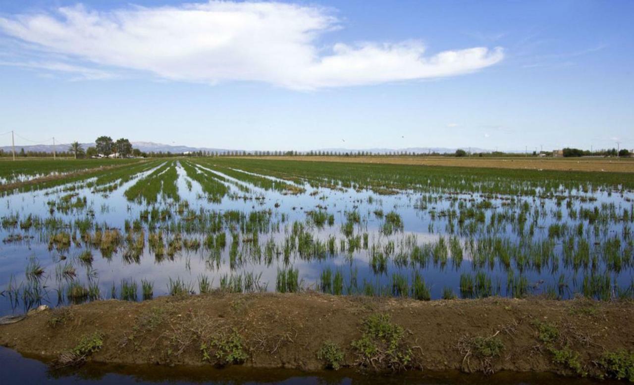 Mi Apartamento En El Delta Del Ebro+ 代尔特布雷 外观 照片